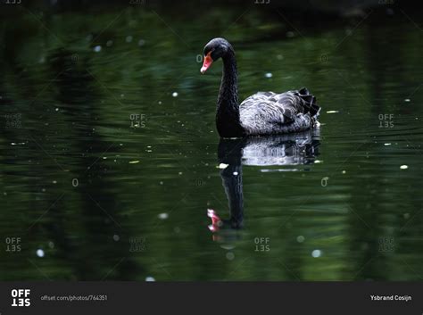 Black swan reflecting in lake stock photo - OFFSET