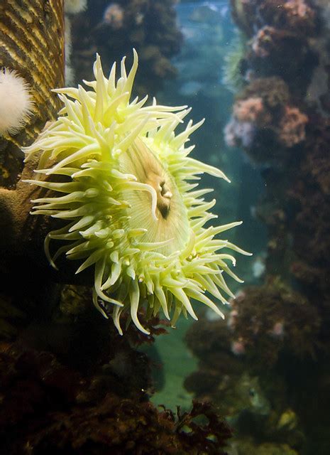 Aggregating Anemone | One of the many fascinating Pacific Oc… | Flickr