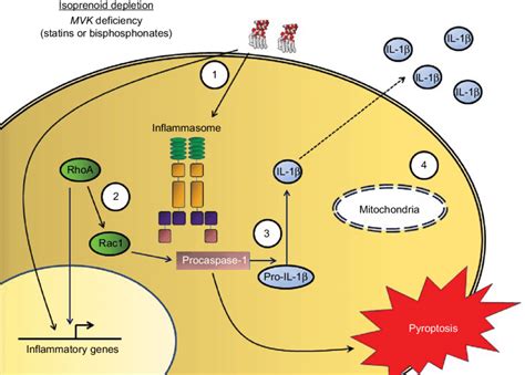 Proposed pathogenesis of mevalonate kinase deficiency. Notes: Loss of ...