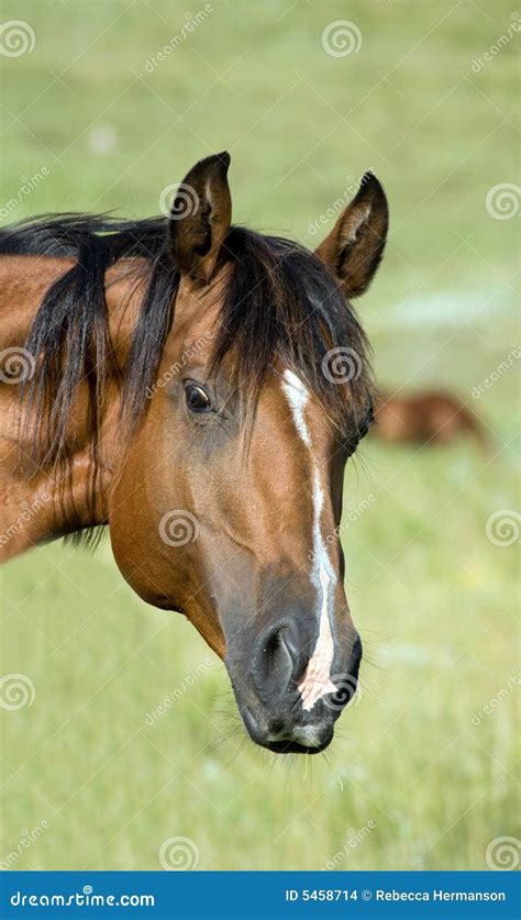 Bay quarter horse stock photo. Image of head, face, mare - 5458714