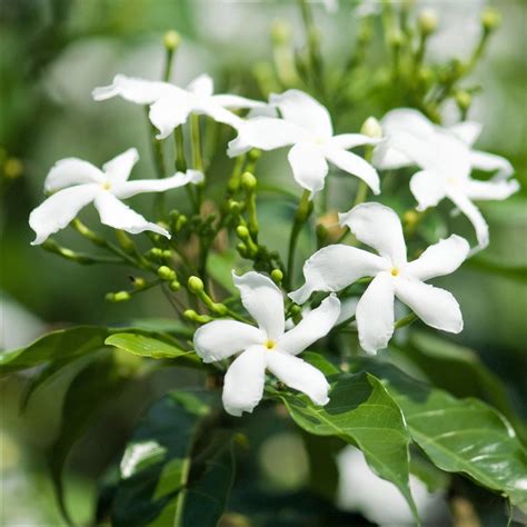 Jasmine Flower