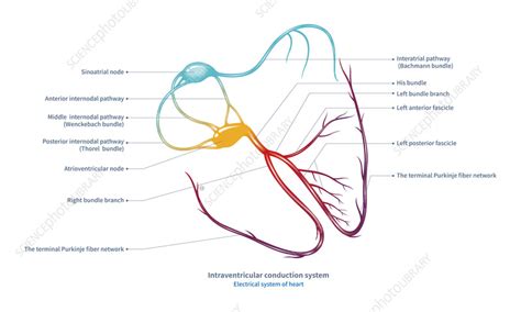 Cardiac conduction system, illustration - Stock Image - C056/9036 ...