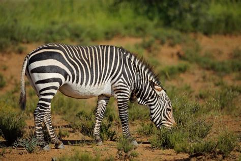 Cape Mountain Zebra in Natural Habitat Stock Photo - Image of wildlife, south: 126112260