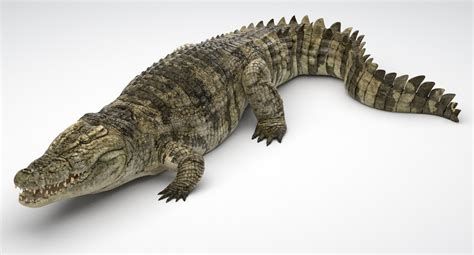 3D Crocodile Animated model — Missset