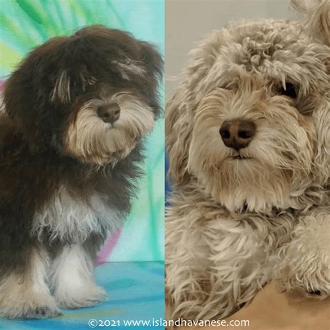 Havanese Colors - Havanese Florida