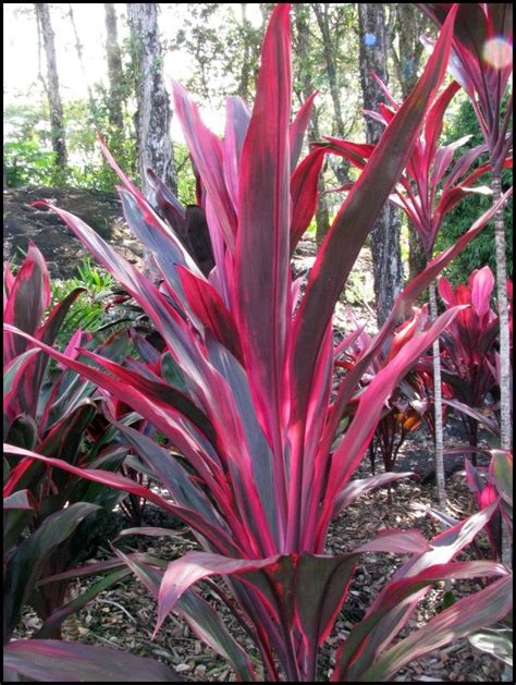 Red Plants That Grow In Florida - Okejely Garden Plant