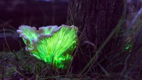 The secret life of fungi - ABC News