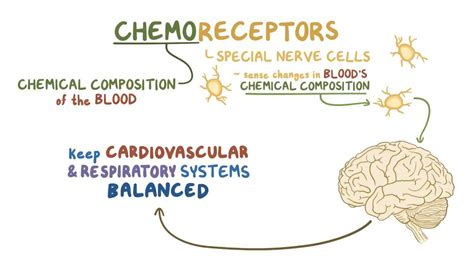 Chemoreceptors: Video, Anatomy, Definition & Function | Osmosis