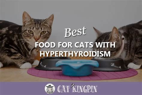 Best Food For Cats With Hyperthyroidism in 2024 - Buyer's Guide & Reviews