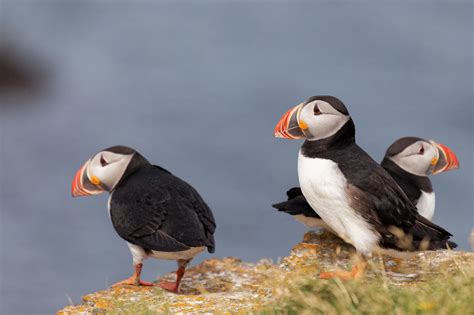 Free photo: Puffins - Animal, Portrait, Norway - Free Download - Jooinn