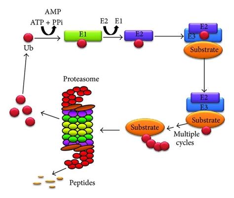 Schematic diagram of the ubiquitin-proteasome system. The UPS involves ...