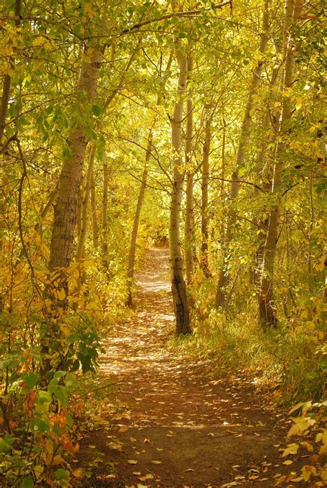 Peaceful path | Autumn scenery, Scenery, Paths