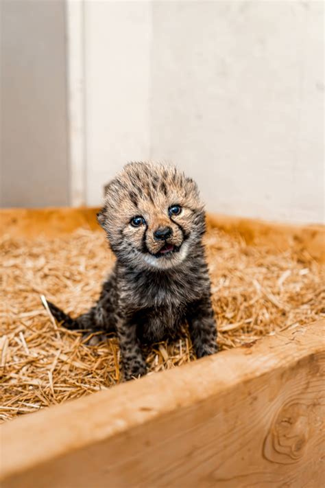 Zoo Babies! New Baby Animals Born in the Zoo