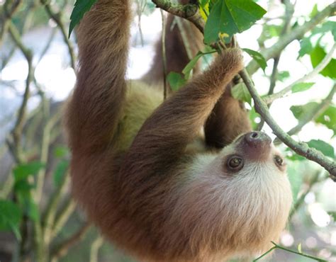 Baby sloth, these laidback mammals hang on trees in the jungles of ...