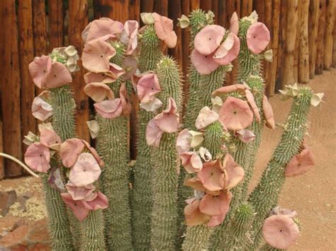 Hoodia gordonii | World of Succulents