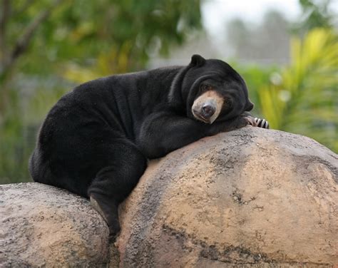 File:Malaysian Sun Bear.jpg - Wikipedia