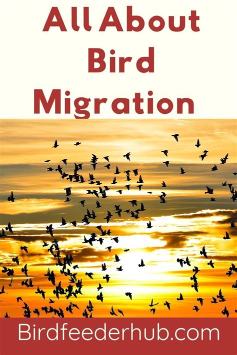 It truly is a wonder how birds know when to begin their migrations. In this article, we will ...