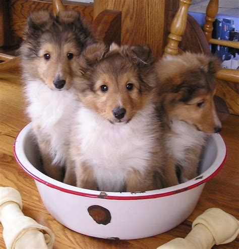 Adorable Sheltie Moments to Brighten Your Day