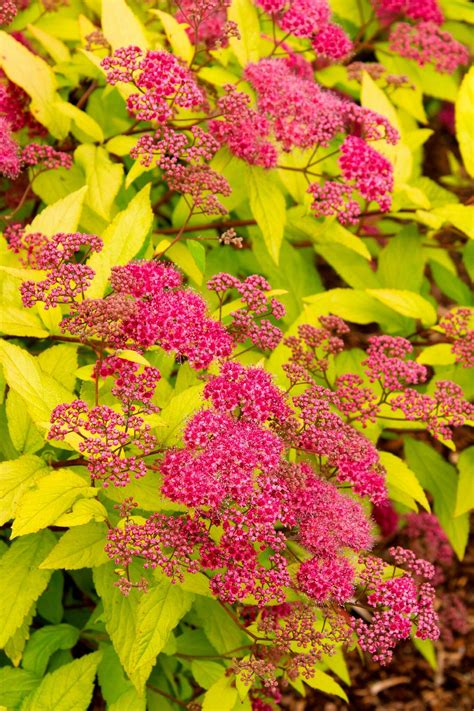 Spirea 'Goldflame' Garden Shrubs, Landscaping Plants, Garden Plants ...