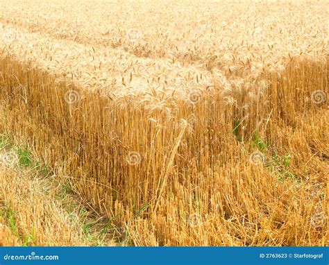 Rye field stock image. Image of agricultural, agrarian - 2763623