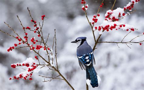 Beautiful Snow Bird Wallpaper 38533 1920x1200px | Обои с птицами ...