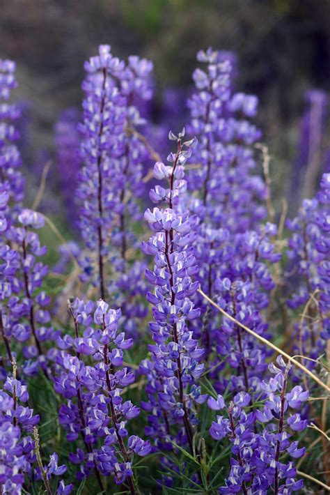 Purple Wildflowers | Canyonlands National Park, May 2005 Jus… | Flickr