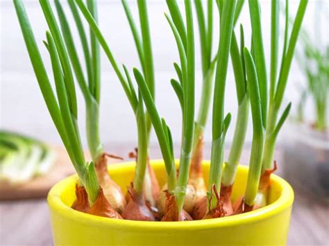 Brilliant Tips for Growing Shallots in Your Garden