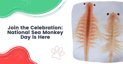 Join The Celebration: National Sea Monkey Day Is Here - I Love Veterinary