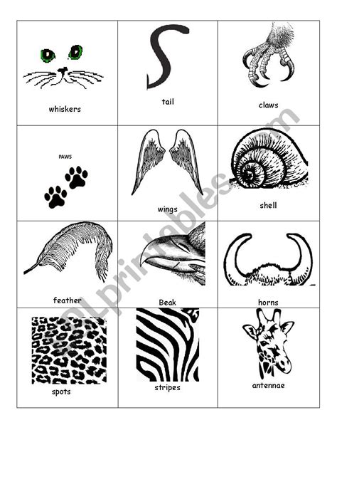 Parts Of Animals Worksheet