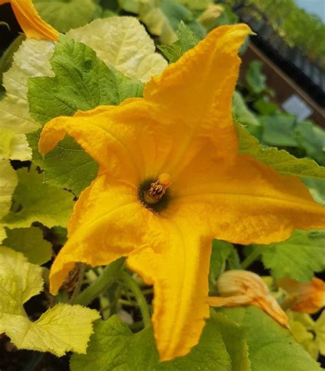 Check out this lovely squash flower. Squash flowers are not only a delicious treat for the eyes ...