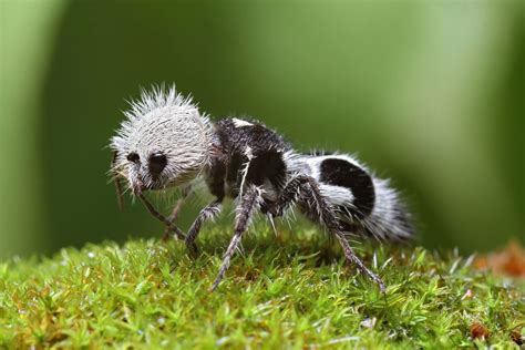 The Panda Ant (Euspinolia militaris) is neither panda nor ant. They're actually a species of ...