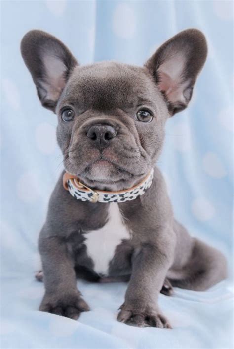 With love and light | French bulldog puppies, Cute puppies, Cute dogs