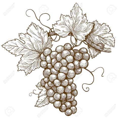 grape leaf botanical illustration - Google Search | Uva dibujo, Racimos de uvas, Arte de lápices ...