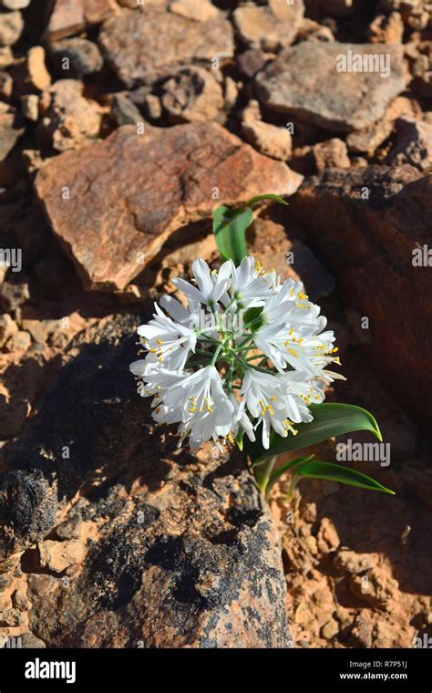 Namibia national flower hi-res stock photography and images - Alamy