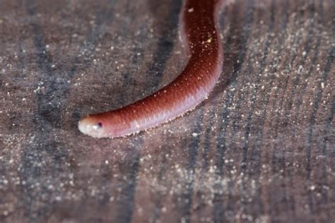 JaredDavidsonPhotography: Texas Blind Snake photographs