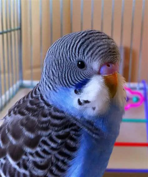 Budgie Cere Chart: A Beginners Guide To Understanding Cere