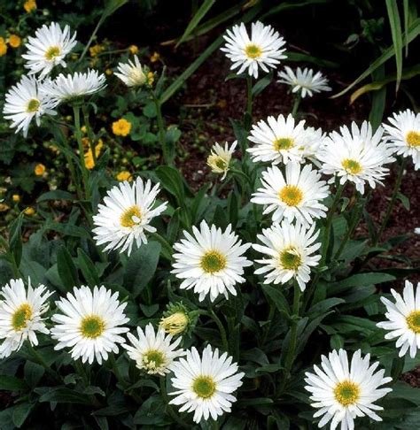 Aster alpinus | Farmyard Nurseries