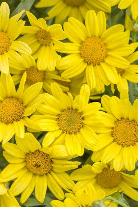 Golden Butterfly™ - Marguerite Daisy - Argyranthemum frutescens | Yellow daisies, Plants, Yellow ...