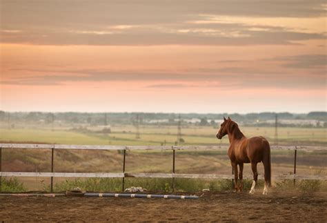 3 Hoof Care Tips for Your Horse