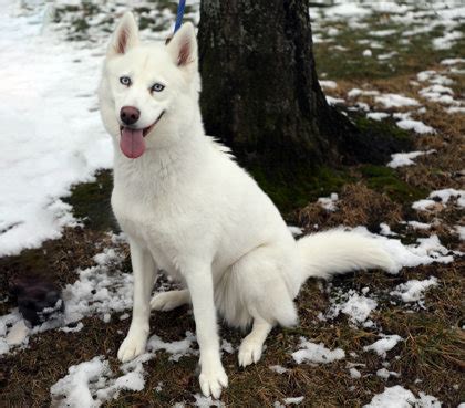 Newington, CT - Husky. Meet Zoe a Pet for Adoption - AdoptaPet.com