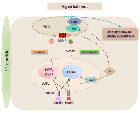 IJMS | Free Full-Text | Integrating Thyroid Hormone Signaling in Hypothalamic Control of ...