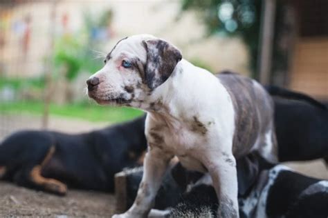 Catahoula Bulldog: History, Temperament, Care, Training, Diet