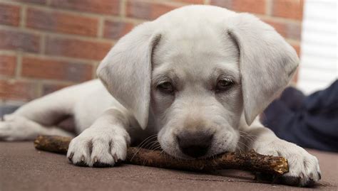 How To Calm An Over Excited Puppy - The Labrador Site