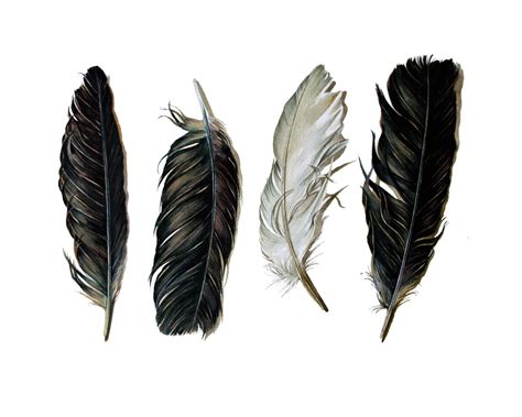 Spirit Feathers - Jody Edwards | Feather drawing, Crow feather, Feather art