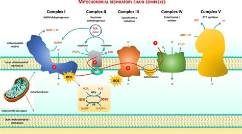 The Final Reduced Species in the Electron Transport Chain Is