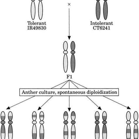 Schematic diagram of generation of double haploid lines. One of the... | Download Scientific Diagram