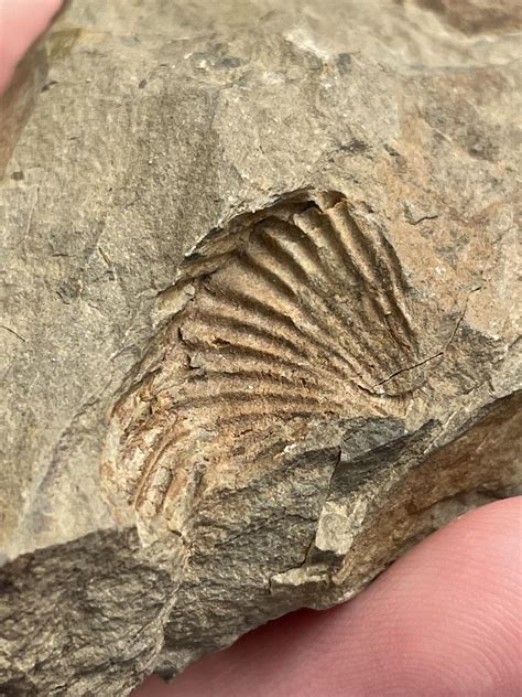 One of my favorite trace fossils. From the Montour fossil pit, PA : r/FossilPorn