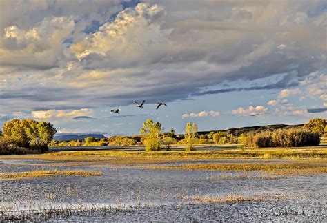 Bosque del Apache Sunrise Photograph by Bob Camp - Fine Art America