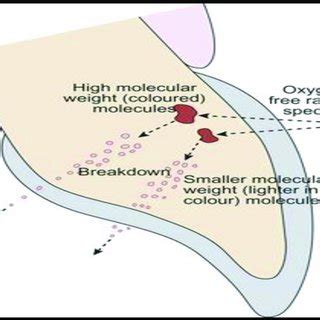 1): Diagram illustrating odontoblast, cell-free, cell-rich zone, and... | Download Scientific ...