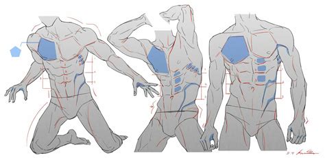 Muscle Drawing Reference and Sketches for Artists